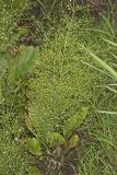 American Water Plantain, Alisma subcordatum
