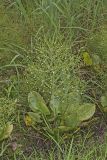 American Water Plantain, Alisma subcordatum