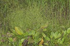 American Water Plantain, Alisma subcordatum