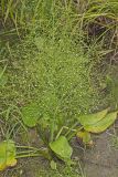American Water Plantain, Alisma subcordatum