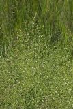 American Water Plantain, Alisma subcordatum