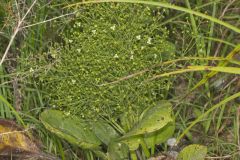 American Water Plantain, Alisma subcordatum