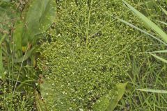 American Water Plantain, Alisma subcordatum