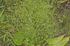 American Water Plantain, Alisma subcordatum