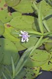 American Water-willow, Justicia americana