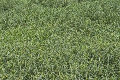American Water-willow, Justicia americana