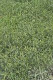 American Water-willow, Justicia americana