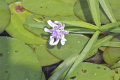 American Water-willow, Justicia americana