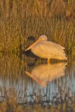 American White Pelican, Pelecanus erythrorhynchos