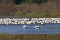 American White Pelican, Pelecanus erythrorhynchos