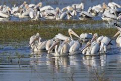 American White Pelican, Pelecanus erythrorhynchos