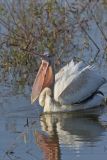 American White Pelican, Pelecanus erythrorhynchos