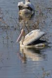 American White Pelican, Pelecanus erythrorhynchos
