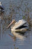 American White Pelican, Pelecanus erythrorhynchos