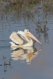 American White Pelican, Pelecanus erythrorhynchos