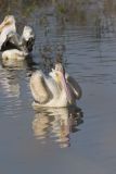 American White Pelican, Pelecanus erythrorhynchos
