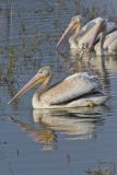 American White Pelican, Pelecanus erythrorhynchos