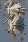 American White Pelican, Pelecanus erythrorhynchos