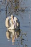 American White Pelican, Pelecanus erythrorhynchos