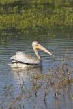 American White Pelican, Pelecanus erythrorhynchos