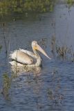 American White Pelican, Pelecanus erythrorhynchos