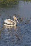 American White Pelican, Pelecanus erythrorhynchos