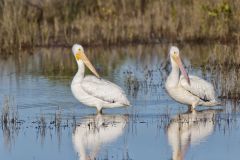 American White Pelican, Pelecanus erythrorhynchos