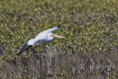 American White Pelican, Pelecanus erythrorhynchos