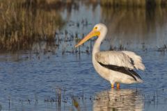 American White Pelican, Pelecanus erythrorhynchos