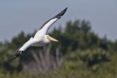 American White Pelican, Pelecanus erythrorhynchos