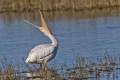 American White Pelican, Pelecanus erythrorhynchos
