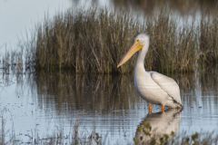 American White Pelican, Pelecanus erythrorhynchos