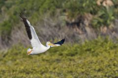 American White Pelican, Pelecanus erythrorhynchos