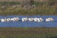 American White Pelican, Pelecanus erythrorhynchos