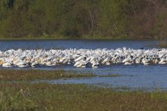 American White Pelican, Pelecanus erythrorhynchos