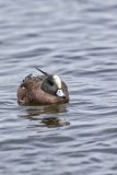 American Wigeon, Mareca americana