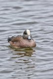American Wigeon, Mareca americana