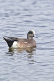 American Wigeon, Mareca americana