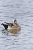 American Wigeon, Mareca americana