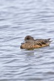 American Wigeon, Mareca americana