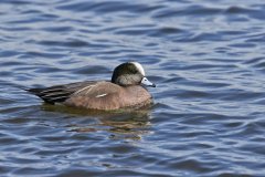 American Wigeon, Mareca americana