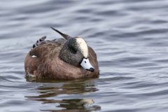 American Wigeon, Mareca americana
