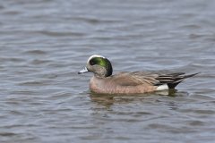 American Wigeon, Mareca americana