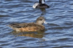 American Wigeon, Mareca americana