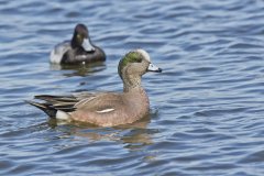 American Wigeon, Mareca americana