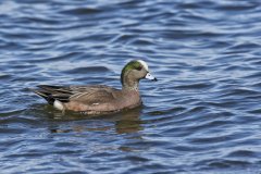 American Wigeon, Mareca americana