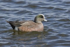 American Wigeon, Mareca americana