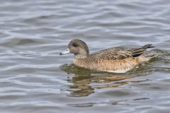 American Wigeon, Mareca americana