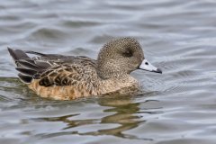American Wigeon, Mareca americana