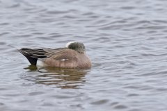 American Wigeon, Mareca americana